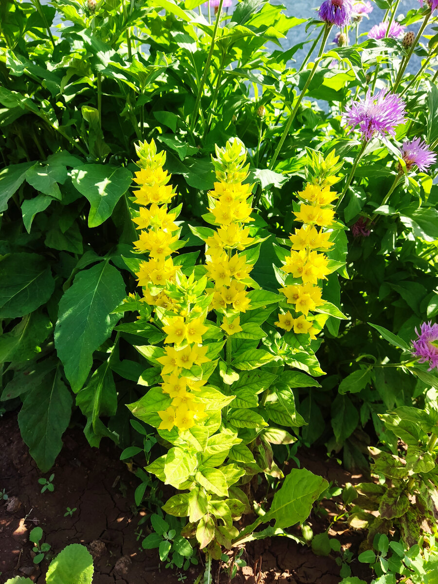 Радую цветочки