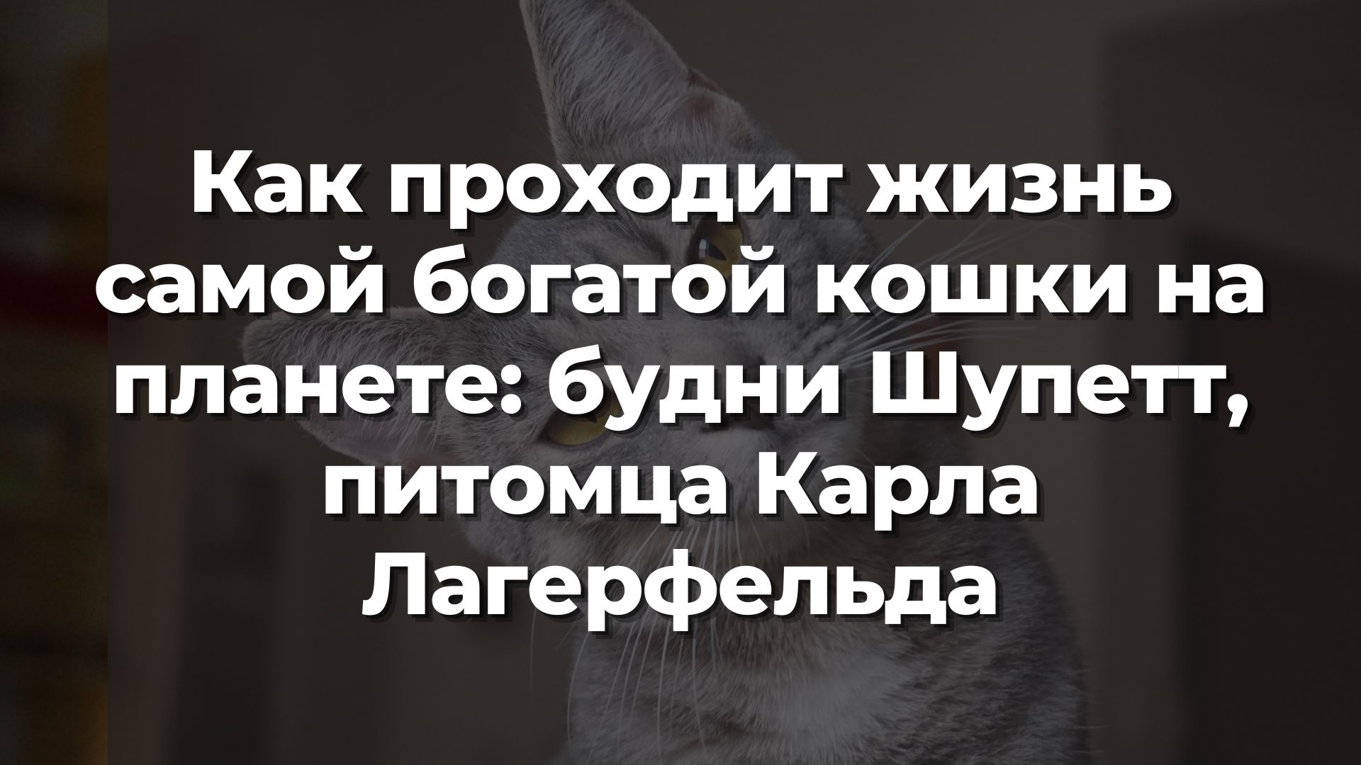 Как проходит жизнь самой богатой кошки на планете: будни Шупетт, питомца  Карла Лагерфельда