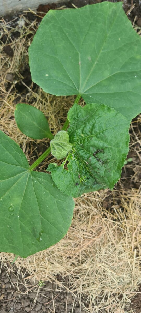 Проблема этого года с нашими огурцами