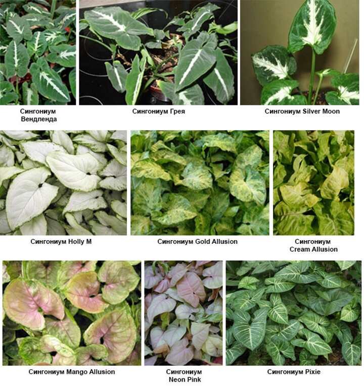 Цветотерапия. Domrastenia.com