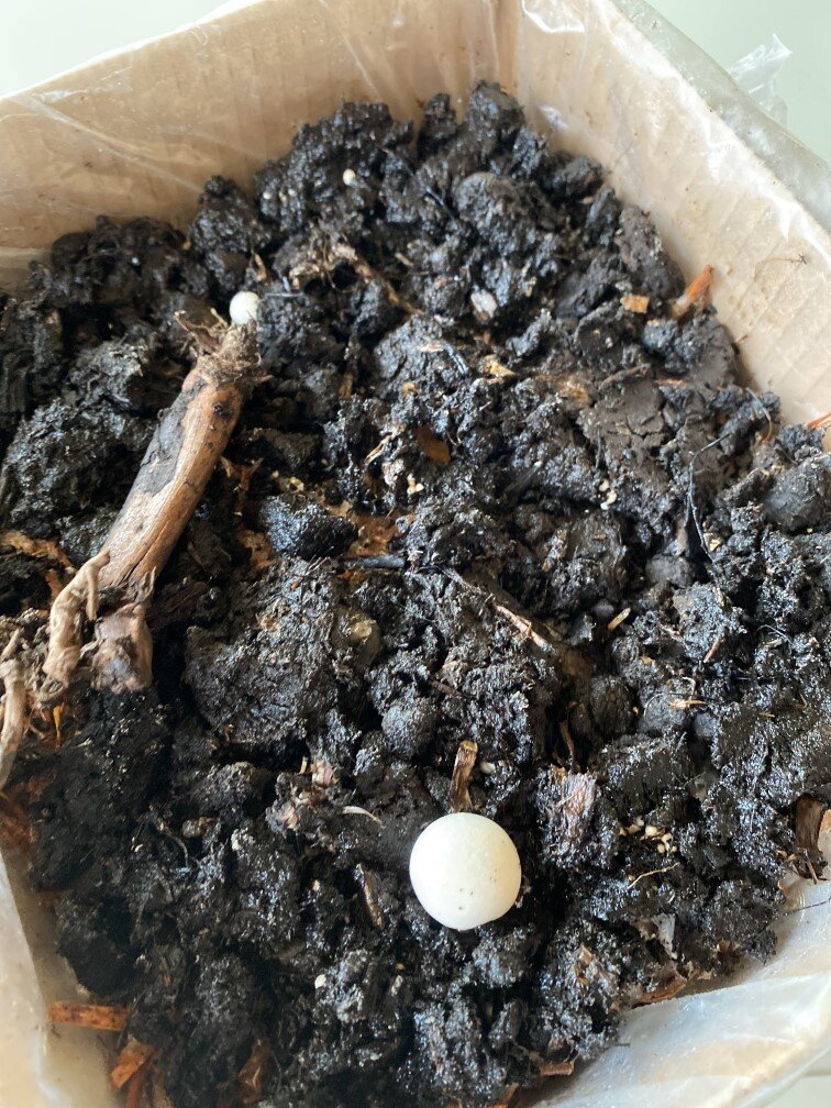 Показались первые шапочки шампиньонов