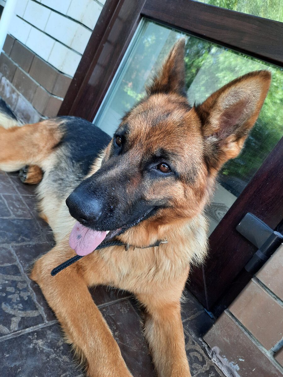 Может быть обильное слюнотечение и прозрачные выделения из носа, температура, расстройства желудочно-кишечного тракта.  