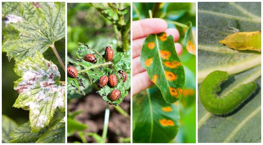 Все вредители сада - фото, названия, описания и меры борьбы Plants, Garden, Gree