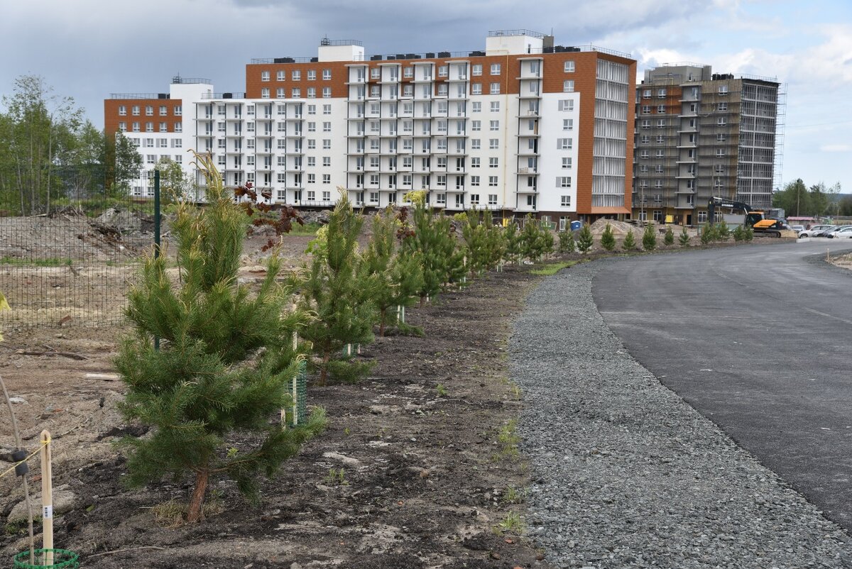 В новом районе Петрозаводска «Talojarvi. Город у воды» посадили первые  деревья | Столица на Онего - новости Петрозаводска и Карелии | Дзен