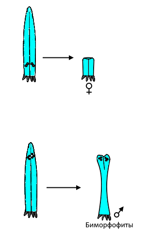 Так как у растений появились половые органы, отвечающие (как ни странно) за размножение, из важно защитить. Особенно это касается архегониев, в которых развивается гаметофит.-2