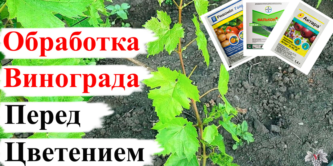 Самая ВАЖНАЯ ОБРАБОТКА Винограда!