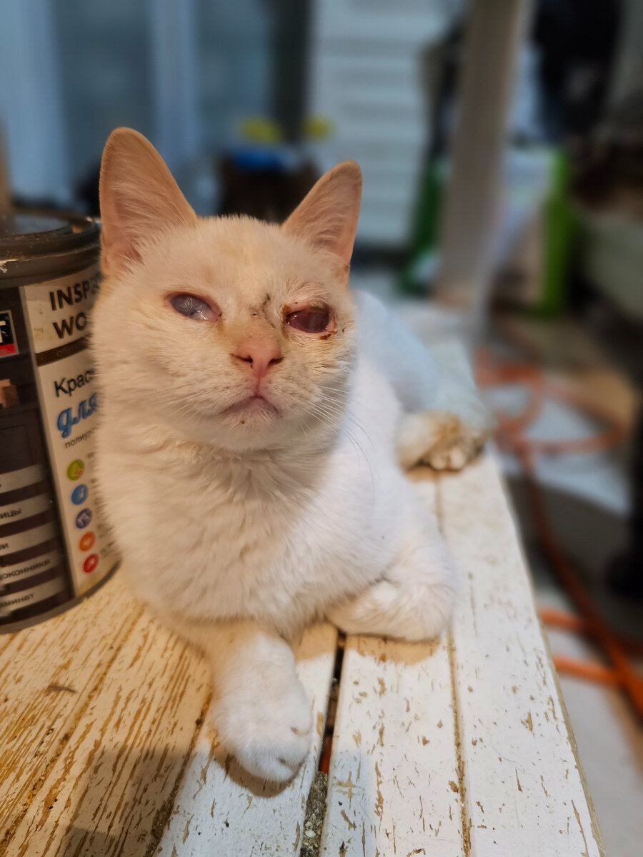 Фото автора. Наша слепая девочка, не всегда пока находит горшок, но старается его найти, прежде чем клад определить куда надо.