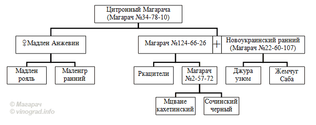 https://vinograd.info/stati/stati/genealogiya-sortov-vinograda-selekcii-magarach.html