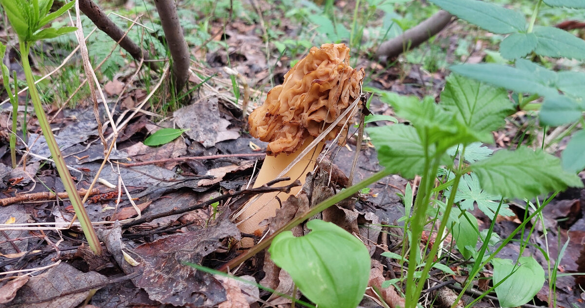 сморчковая шапочка