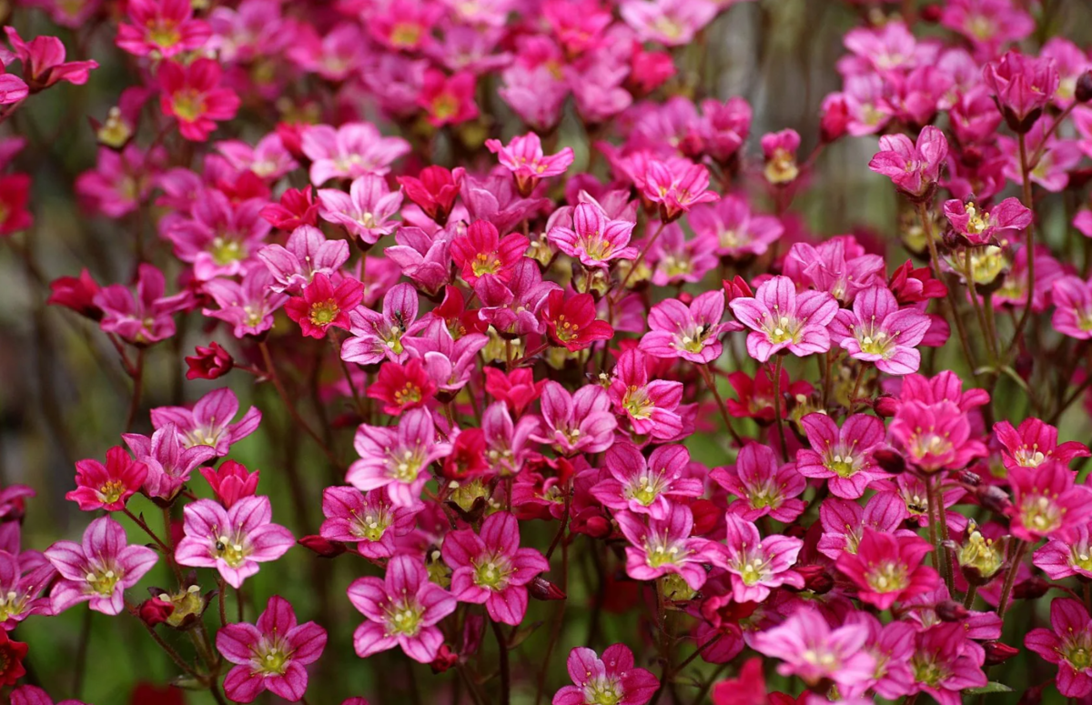 Камнеломка Арендса Carpet Pink