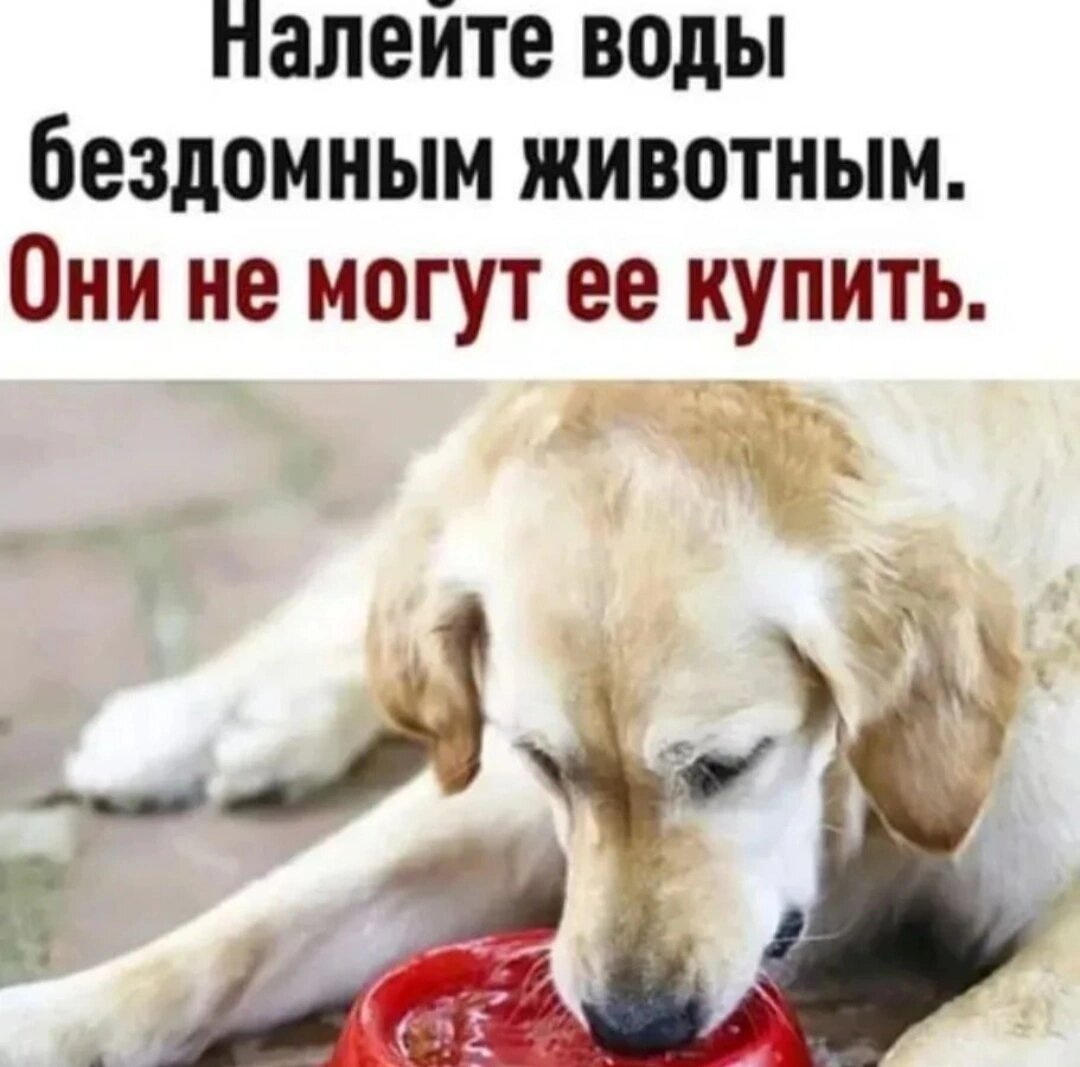 ❗Важно ❗в жару не забывайте о воде для животных 🐾🐾🐈🐕 | Кураторы Света и  Мила помощь животным Ростов на Дону и область. | Дзен