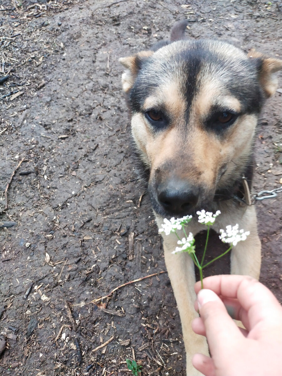 Аки и цветок