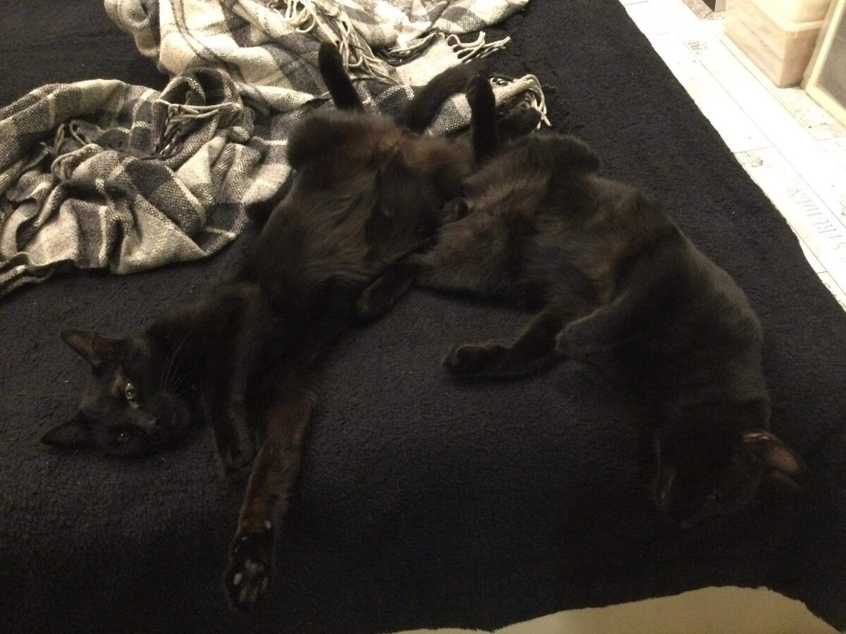 Найди котов. На самом деле коты правда очень привязаны друг к другу