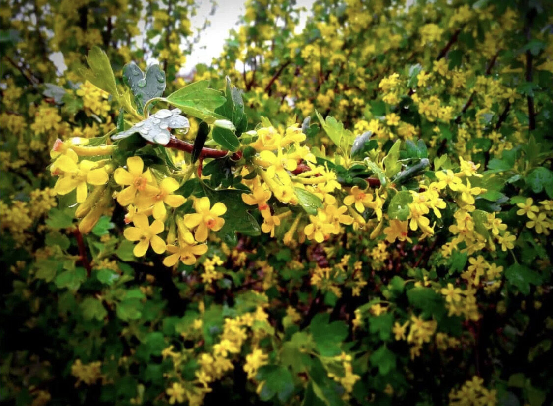 Так цветет смородина золотистая, фото из интернета 
