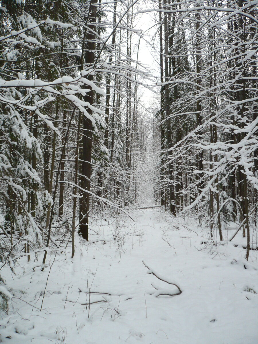 Фото автора.