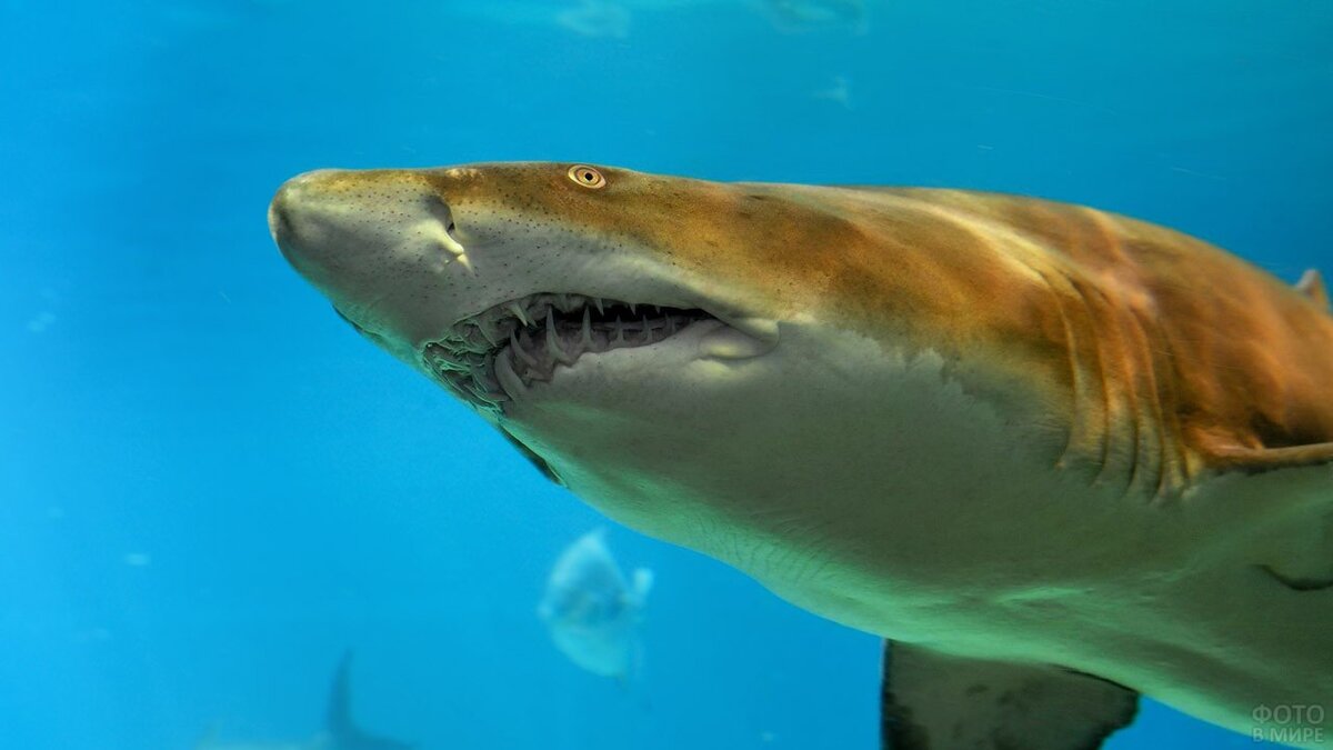 11 лучших способов помочь спасти акул