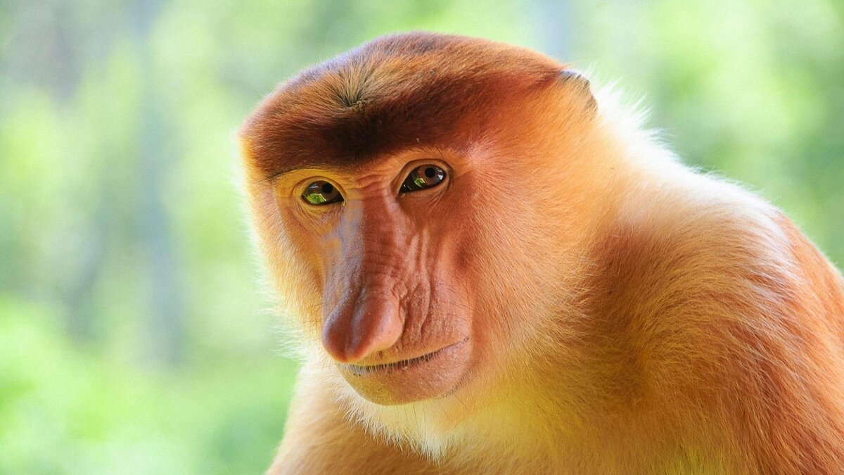 Сутулая обезьяна с огромным носом: как выглядит носач и что ещё о нём  известно? | ЗВЕРУШКИ | Дзен