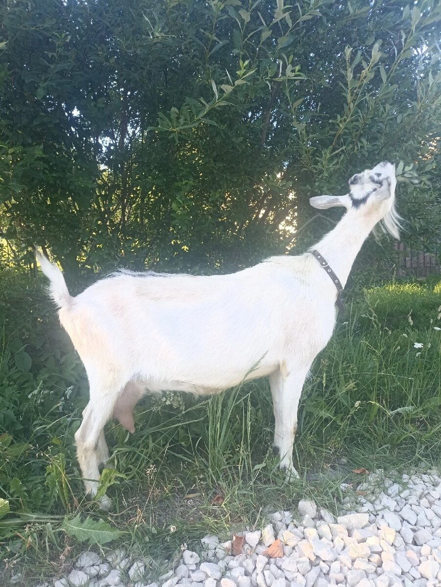 Козы очень любят ивовые ветки