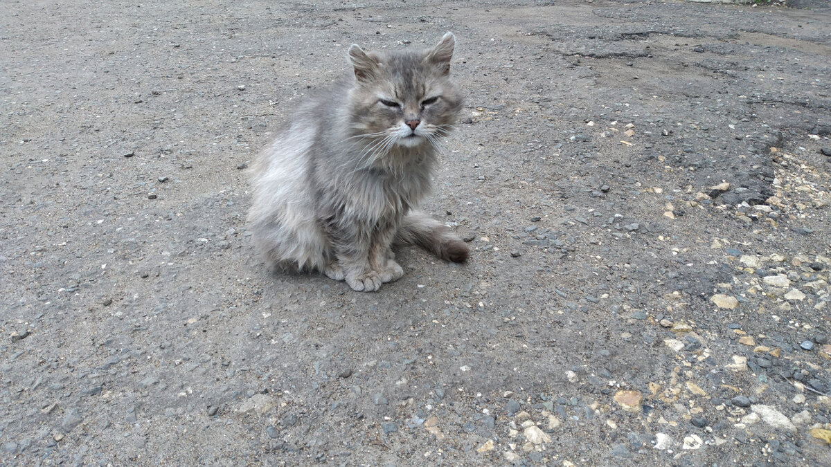 Первый жених)