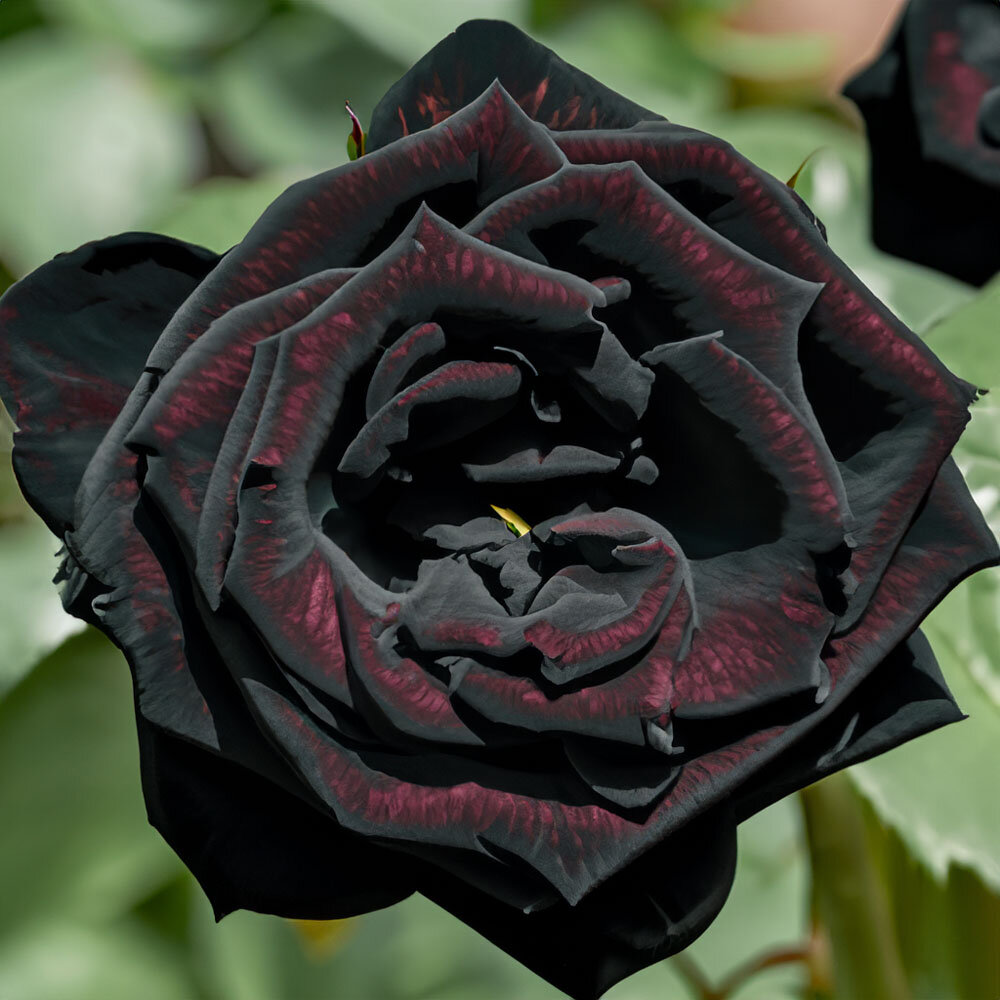 Роза "Блэк Баккара" - Магия темной красоты. 