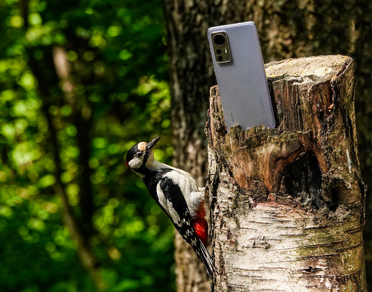 Большой пестрый дятел присматривается к новому смартфону)