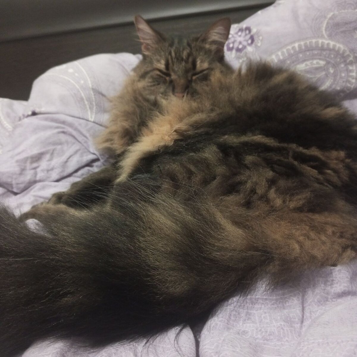 Кузя отдыхает