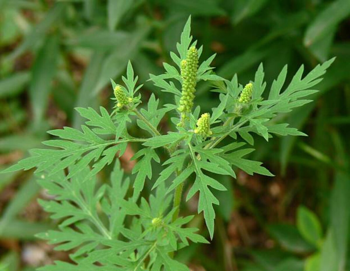 Амброзия полыннолистная (Ambrosia artemisiifolia)