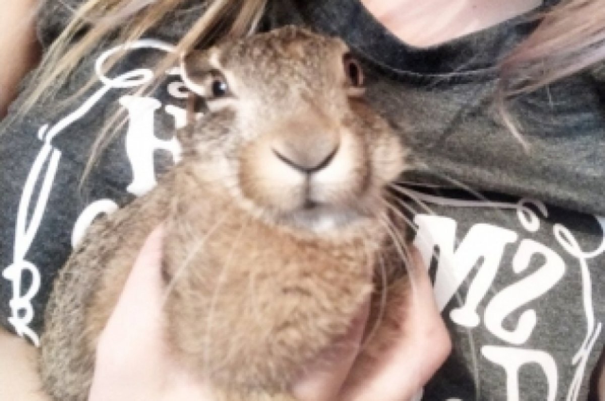    Сбитый машиной заяц пока остается в центре «Мудрый Рух»