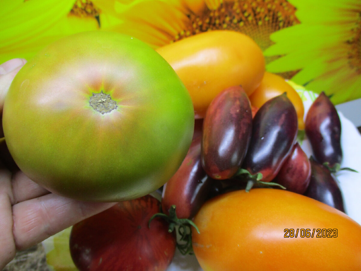 посадка помидор. помидоры 2023. помидоры 2023. сорта томатов для открытого грунта в подмосковье. томат.