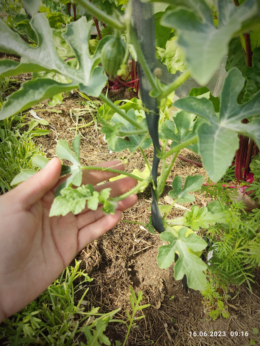Вот такие отросточки в пазухах листьев. Как у томатов и огурцов.