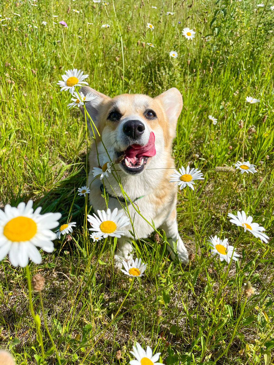 Всем друзьяшкам по ромашке 🥰