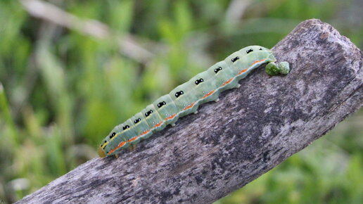 Melanchra persicariae