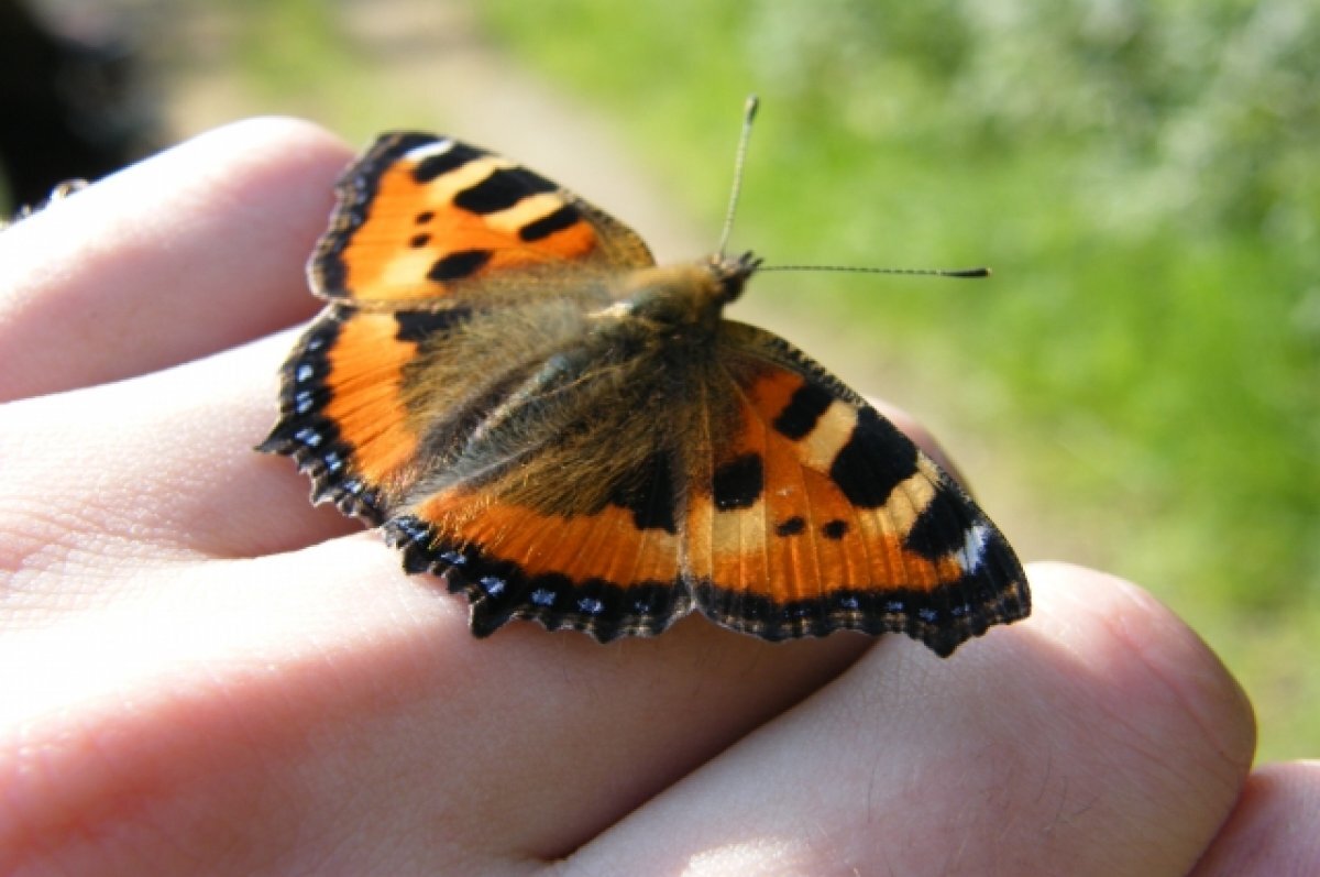    Рядом с Красноярском заметили скопление бабочек-капустниц