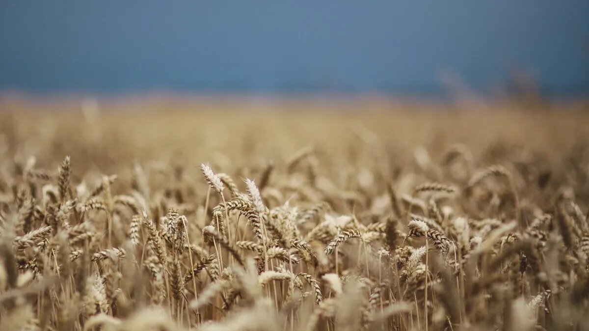 По народным приметам определяют, каким будет урожай ржи в 2023 году. Фото: www.piqsels.com