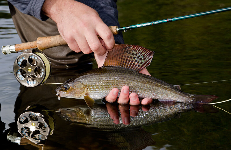 Нахлыстом можно ловить разные виды рыб.