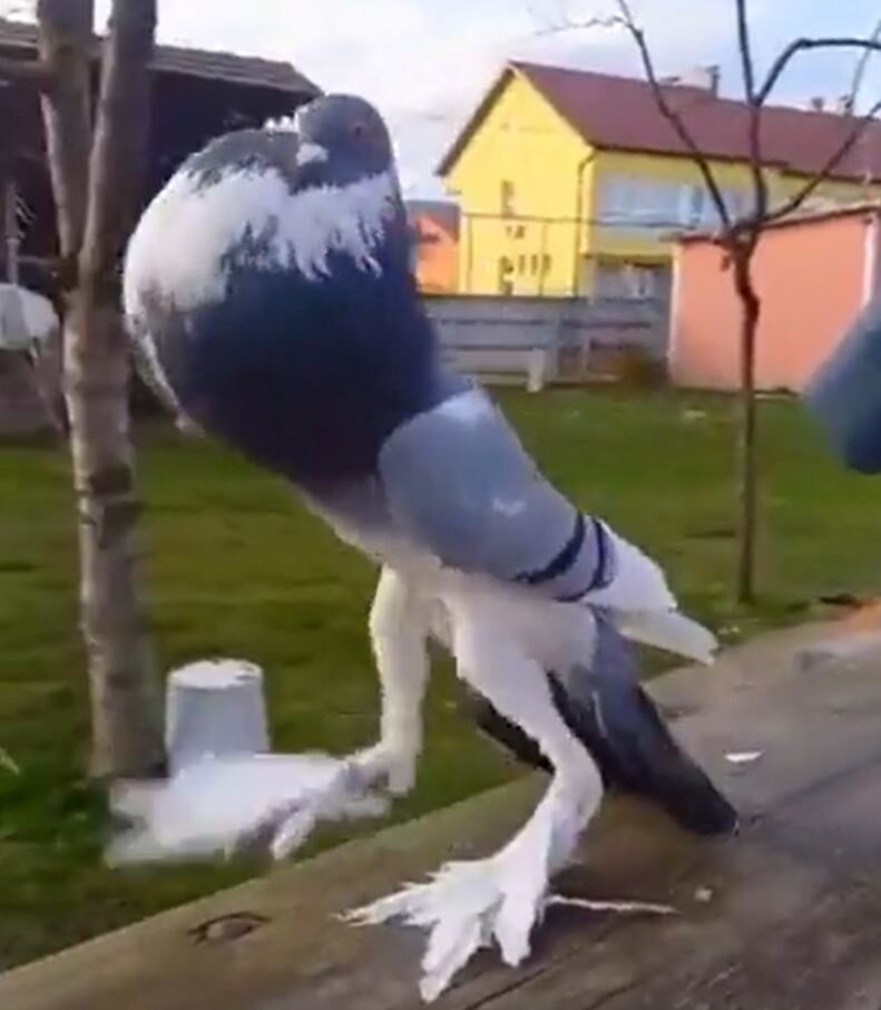 Prt scr: twitter.com