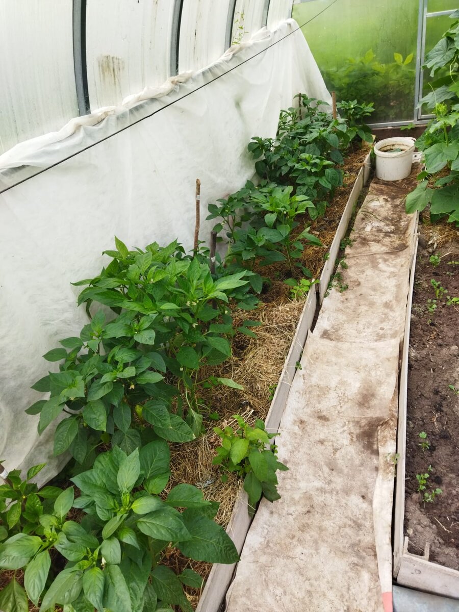 Где-то больше завязей, где-то меньше. 