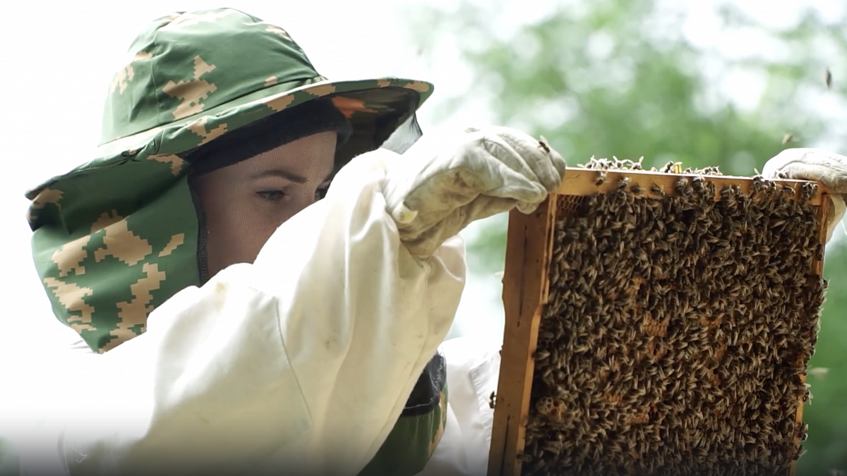Бизнес план для пасеки на 10 пчелосемей