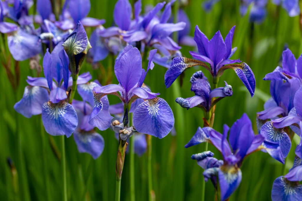 Ирис Iris versicolor