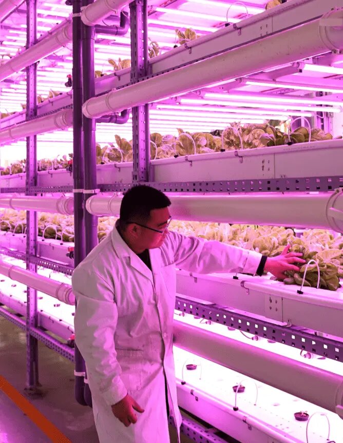 Ван Вэй, садовод из Beijing AgriGarden Co, рассматривает салат-латук, выращенный на стеллаже при светодиодном освещении. 