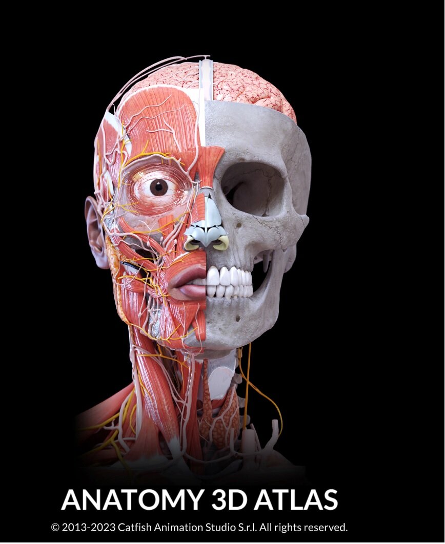 Скелет-модель человека - анатомия