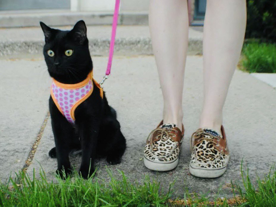 Можно гулять с котом. Поводок для кошек. Кот на прогулке на поводке. Выгуливать кота. Кошка гуляет.