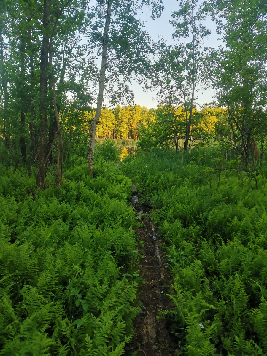 Дорога к озеру