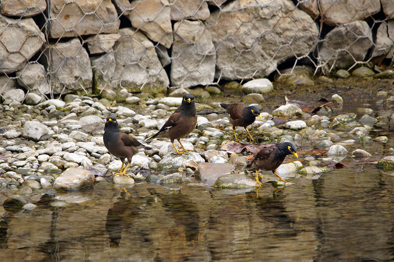 Банда прилетела на водопой и купание в Кошкар-Ате))