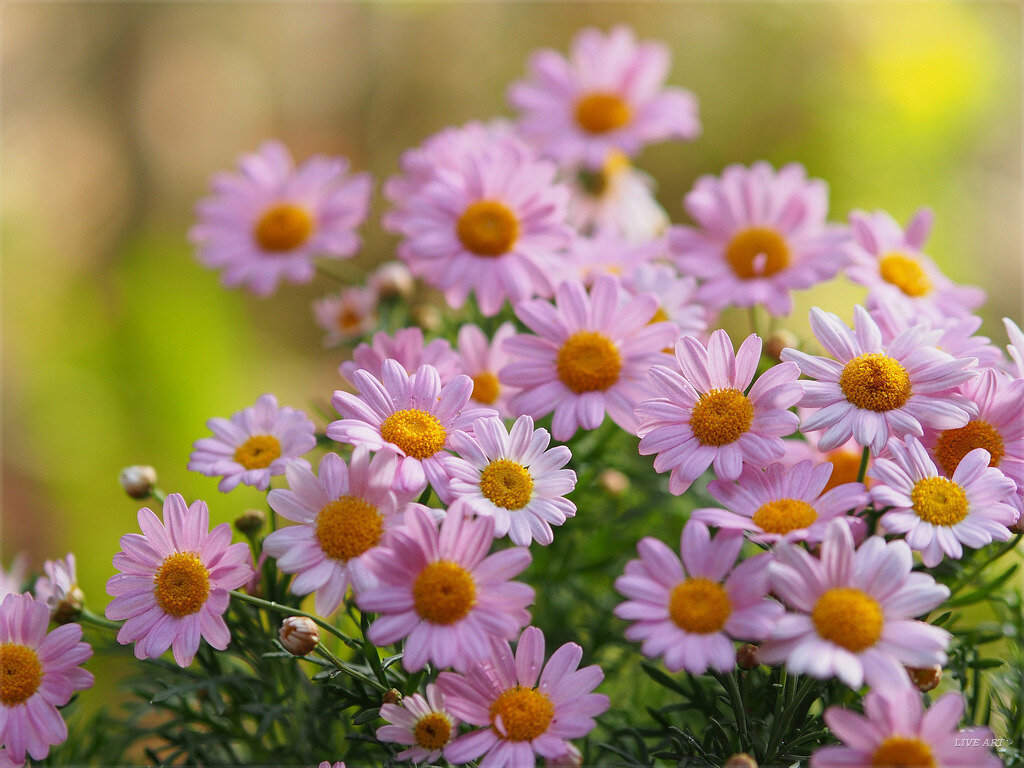 Так любит или нет?