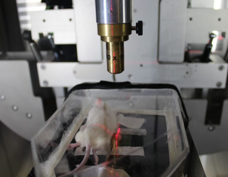    Облучение мыши в эксперименте / © radiationoncology.weillcornell.org