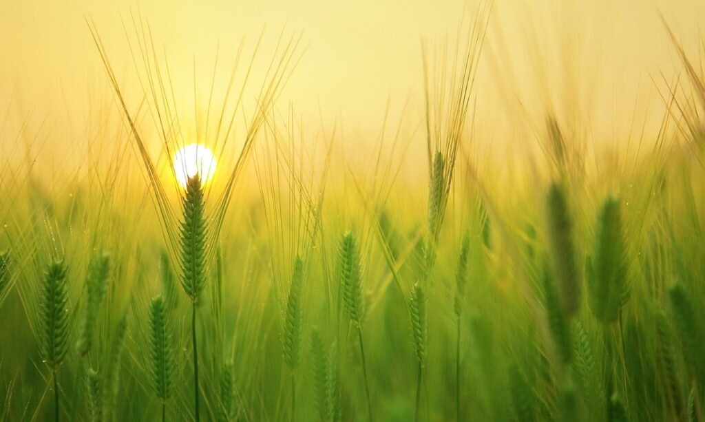    Фото: Pixabay Милана Соболевская