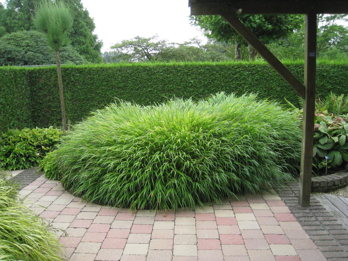 Необычное растение для стильного сада - изысканная хаконехлоя