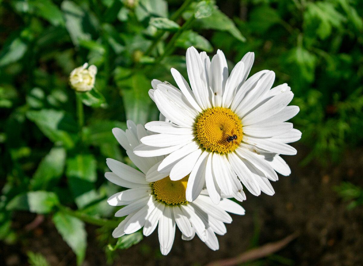 Нежная ромашка. Фотография автора статьи.