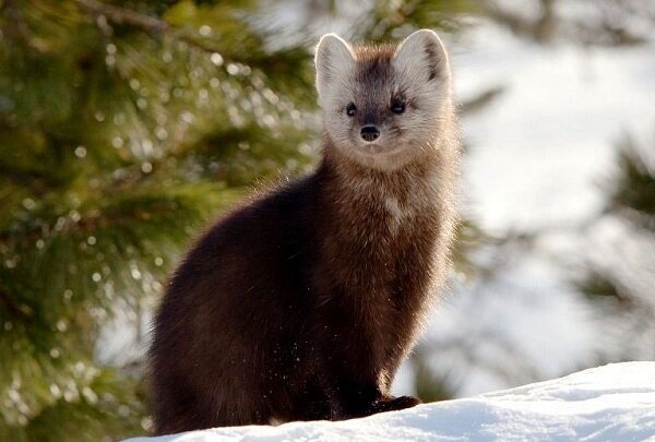 Баргузинский соболь